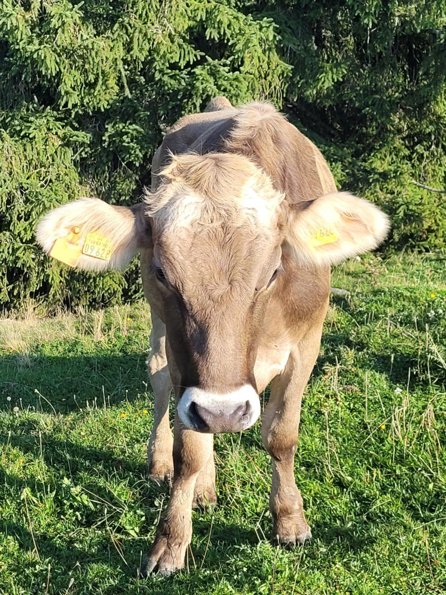 Allgaeublick Wangen im Allgäu Exterior foto